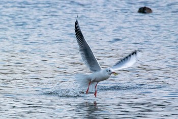 ユリカモメ 明石公園 2015年12月17日(木)