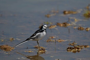 White Wagtail 金武町田いも畑(沖縄県) Sun, 3/13/2022