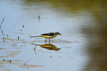 Grey Wagtail 金武町田いも畑(沖縄県) Sun, 3/13/2022