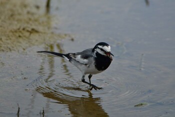 White Wagtail 金武町田いも畑(沖縄県) Sun, 3/13/2022