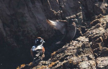 シノリガモ 平磯海岸 2022年3月12日(土)