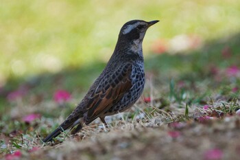 Dusky Thrush Hikarigaoka Park Sat, 3/12/2022