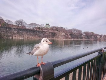 ユリカモメ 大阪城公園 2017年3月1日(水)