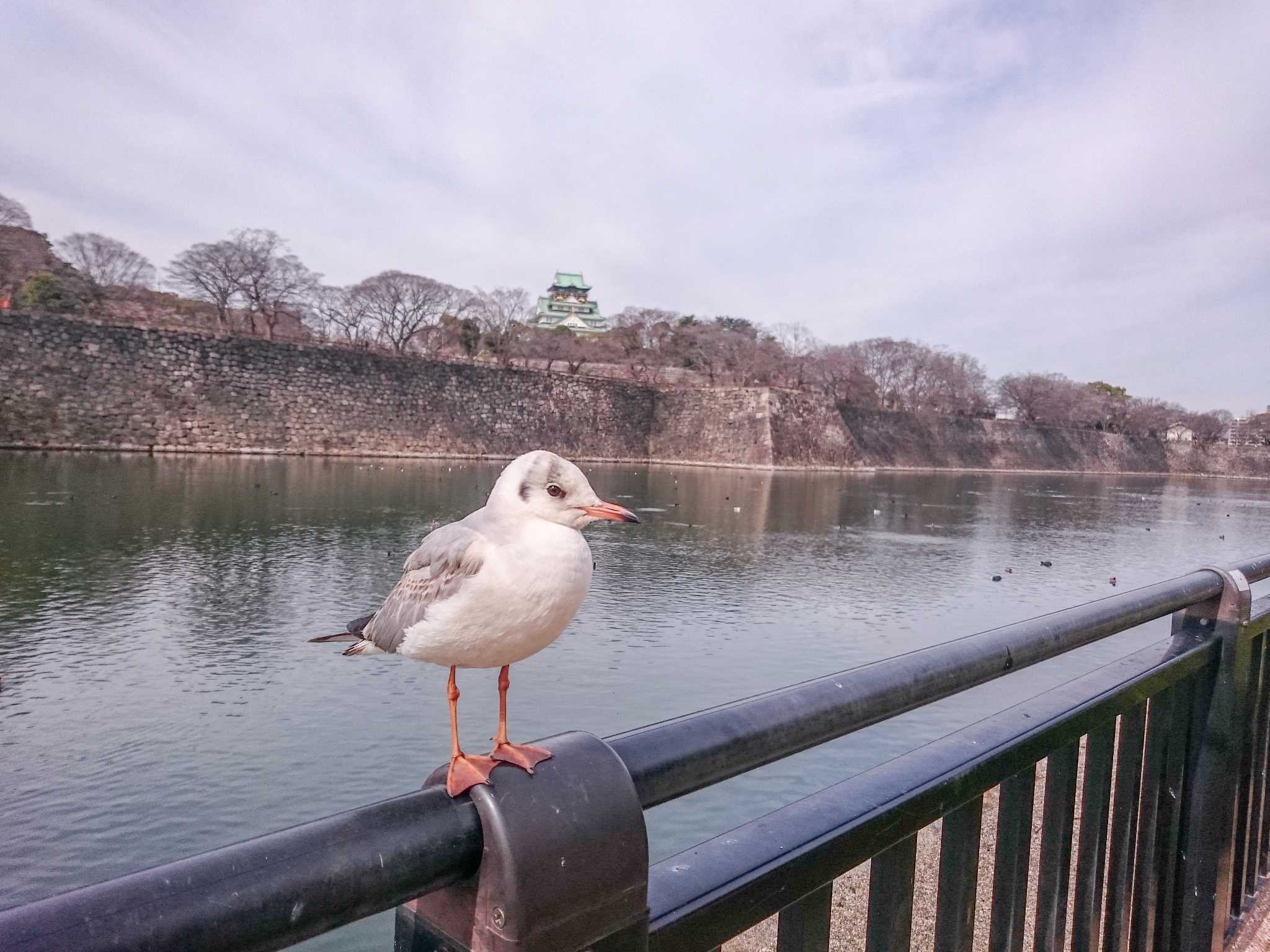 大阪城公園 ユリカモメの写真 by ときのたまお