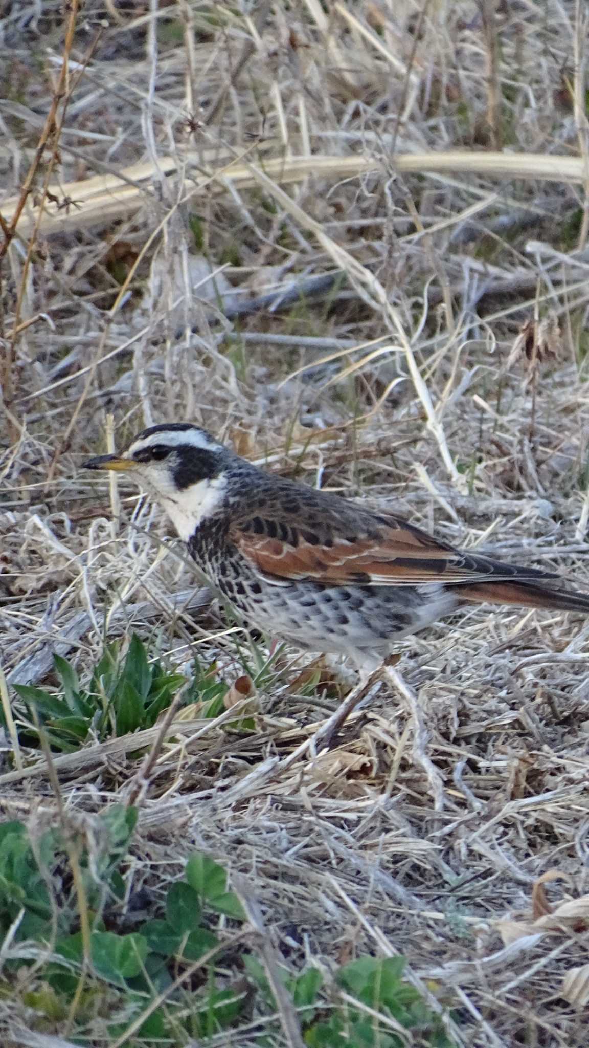 Dusky Thrush