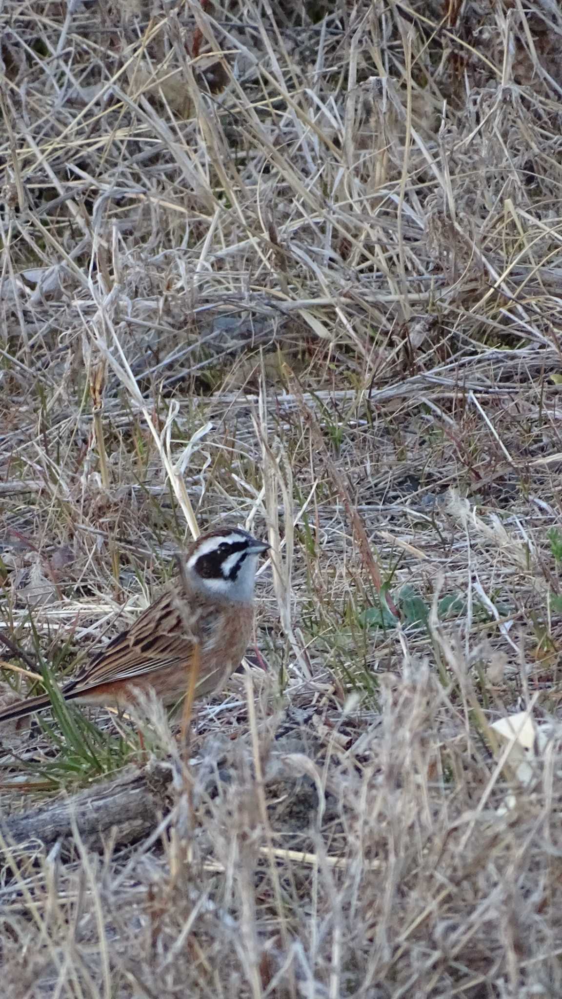 Meadow Bunting