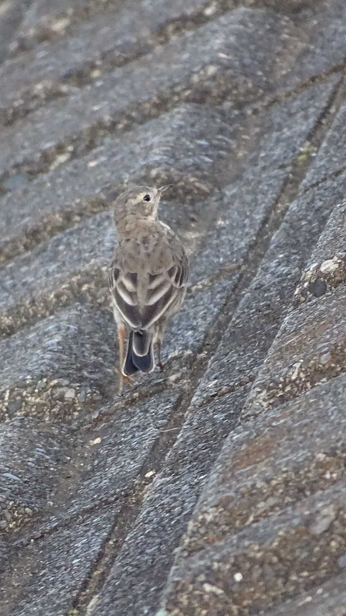 タヒバリ