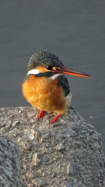 Mon, 3/14/2022 Birding report at 多摩川