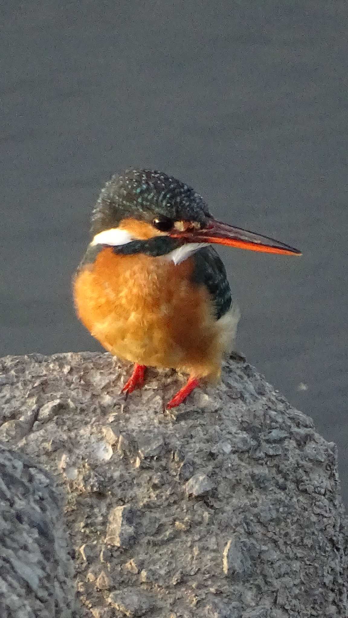 Common Kingfisher