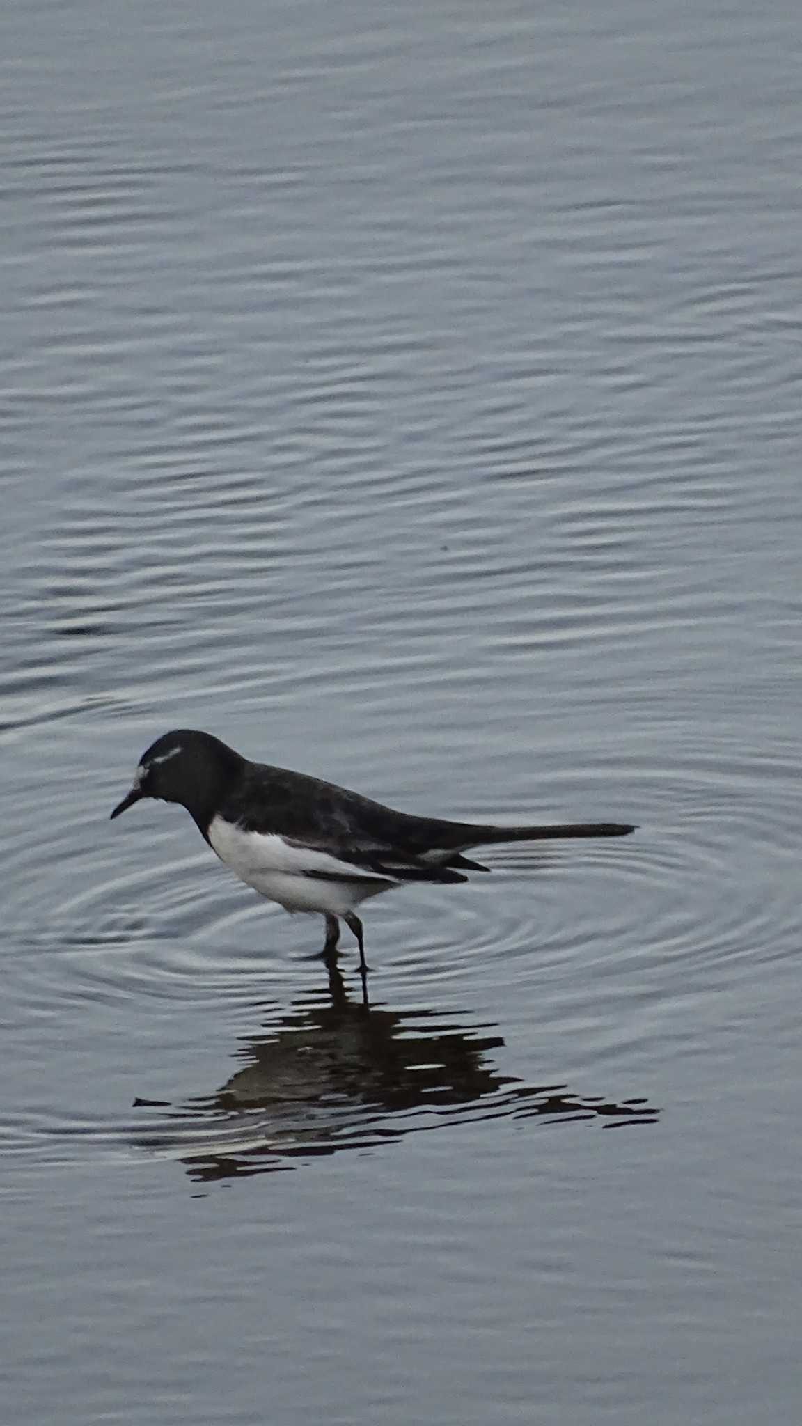 Photo of Japanese Wagtail at 多摩川 by poppo