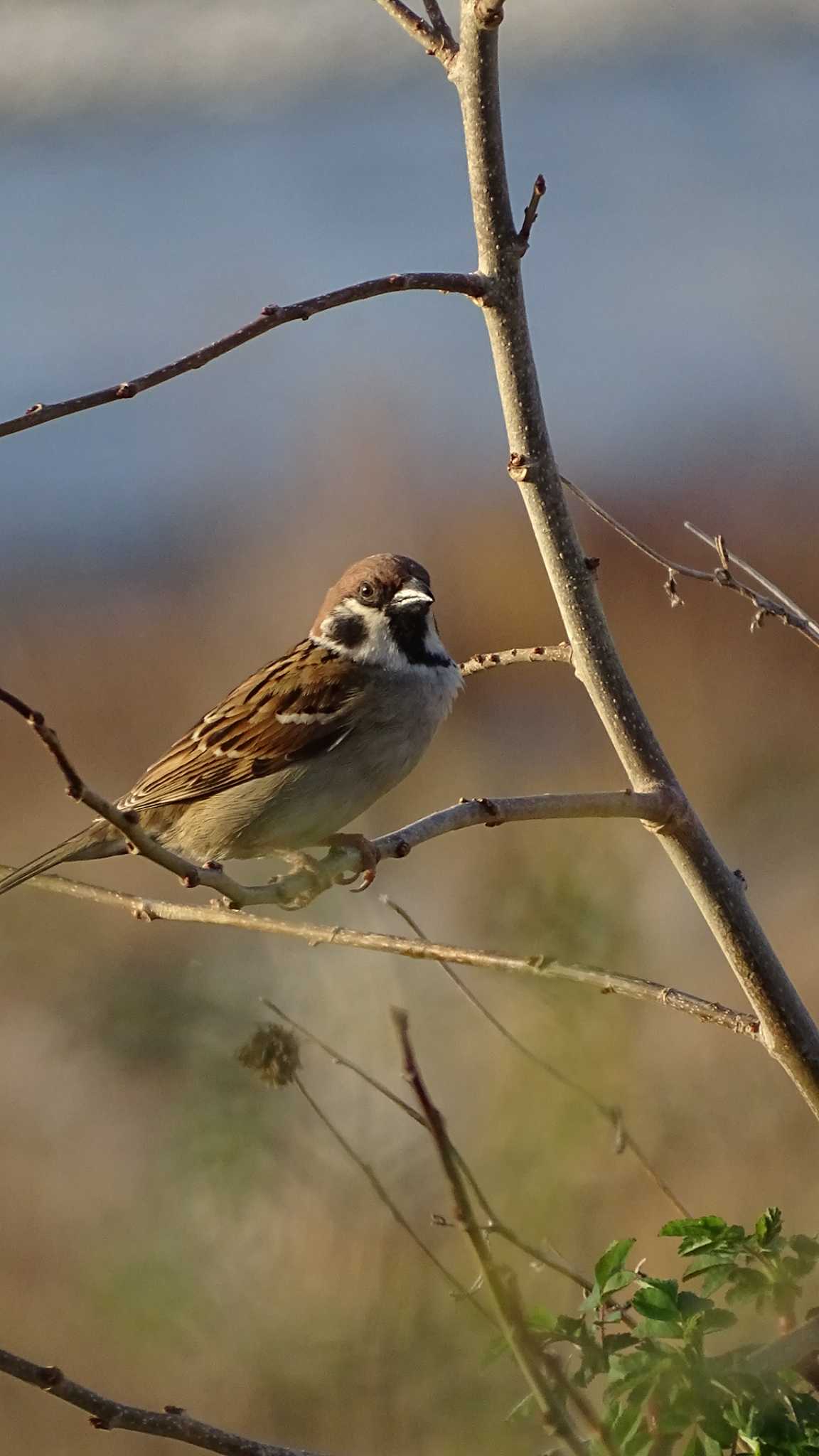 Eurasian Tree Sparrow