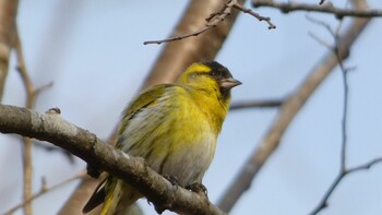 Eurasian Siskin Arima Fuji Park Sun, 3/13/2022