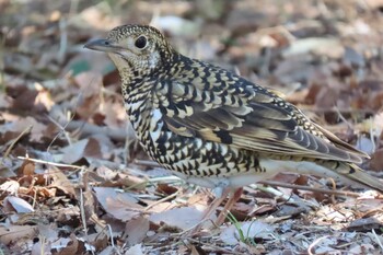 2022年3月14日(月) 武蔵野公園の野鳥観察記録