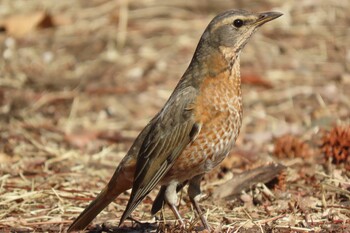 ハチジョウツグミ 武蔵野公園 2022年3月14日(月)