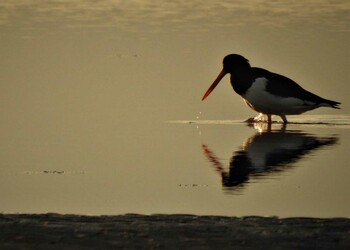 Sun, 1/2/2022 Birding report at Sambanze Tideland