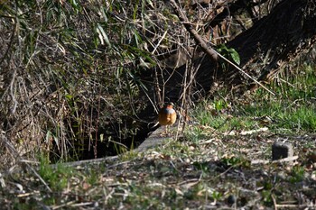 Chinese Bamboo Partridge Kitamoto Nature Observation Park Sun, 3/6/2022