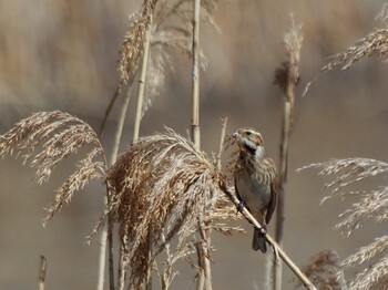 2022年3月14日(月) 葛西臨海公園の野鳥観察記録