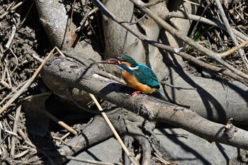 Common Kingfisher 甲府市 Sat, 2/26/2022