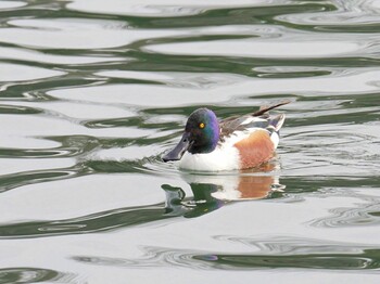 Northern Shoveler Osaka castle park Sat, 3/12/2022