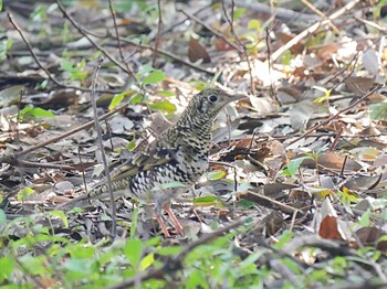 トラツグミ 大阪城公園 2022年3月12日(土)