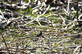 2022年3月11日(金) 伊佐沼の野鳥観察記録