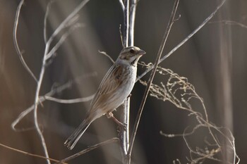 Common Reed Bunting 越辺川(埼玉県川島町) Sat, 3/12/2022