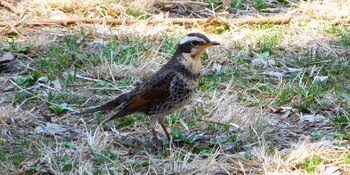 Dusky Thrush Hikarigaoka Park Mon, 3/14/2022