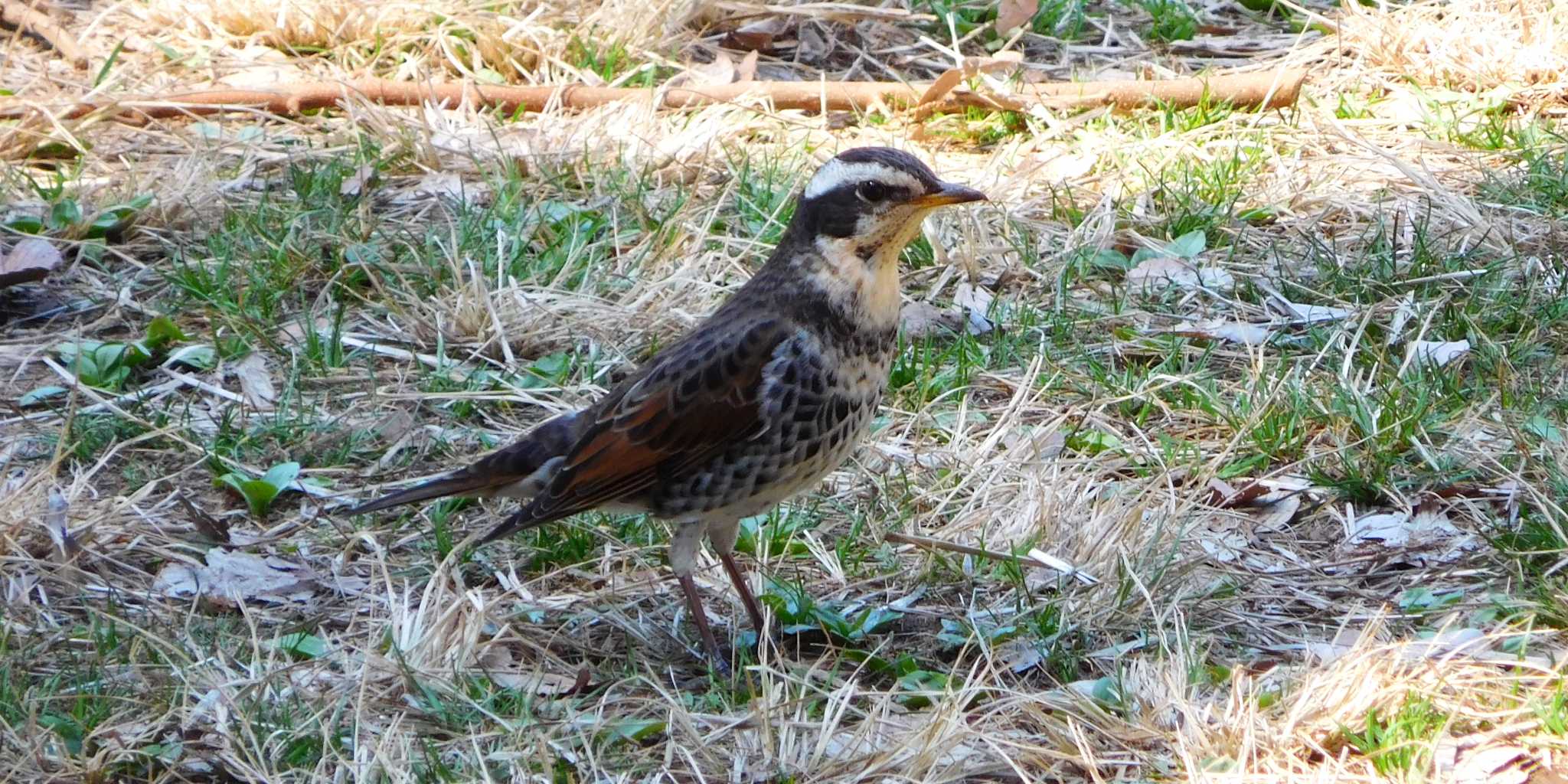 Photo of Dusky Thrush at Hikarigaoka Park by FUJICAZC1000