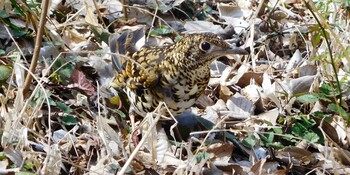 White's Thrush Hikarigaoka Park Mon, 3/14/2022