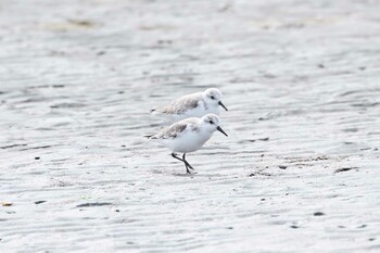 ミユビシギ ふなばし三番瀬海浜公園 2022年3月13日(日)