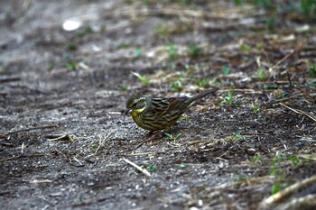 2022年3月12日(土) 北本自然観察公園の野鳥観察記録
