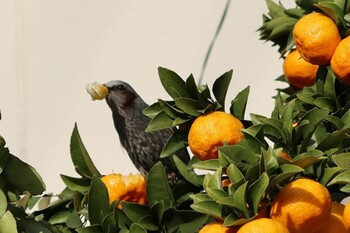 Brown-eared Bulbul 京都市上京区 Mon, 3/14/2022