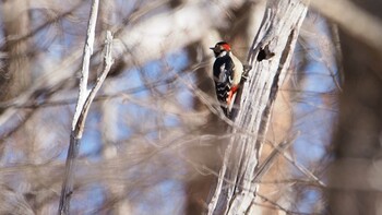Great Spotted Woodpecker 嵯峨塩深沢林道 Sat, 3/12/2022