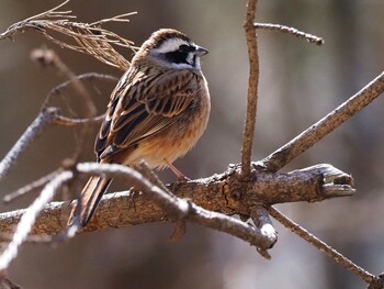 Meadow Bunting 嵯峨塩深沢林道 Sat, 3/12/2022