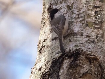 Willow Tit 嵯峨塩深沢林道 Sat, 3/12/2022