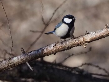 Japanese Tit 嵯峨塩深沢林道 Sat, 3/12/2022