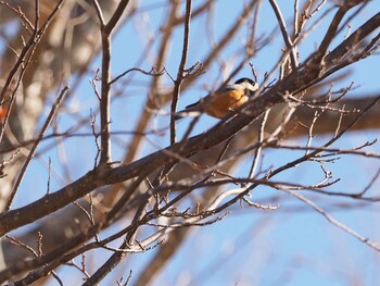 Varied Tit 嵯峨塩深沢林道 Sat, 3/12/2022