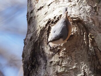 Sat, 3/12/2022 Birding report at 嵯峨塩深沢林道