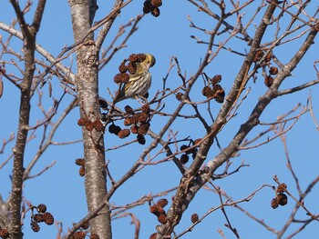 Eurasian Siskin 嵯峨塩深沢林道 Sat, 3/12/2022