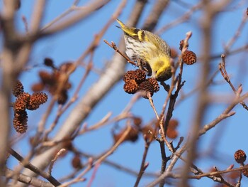 Eurasian Siskin 嵯峨塩深沢林道 Sat, 3/12/2022