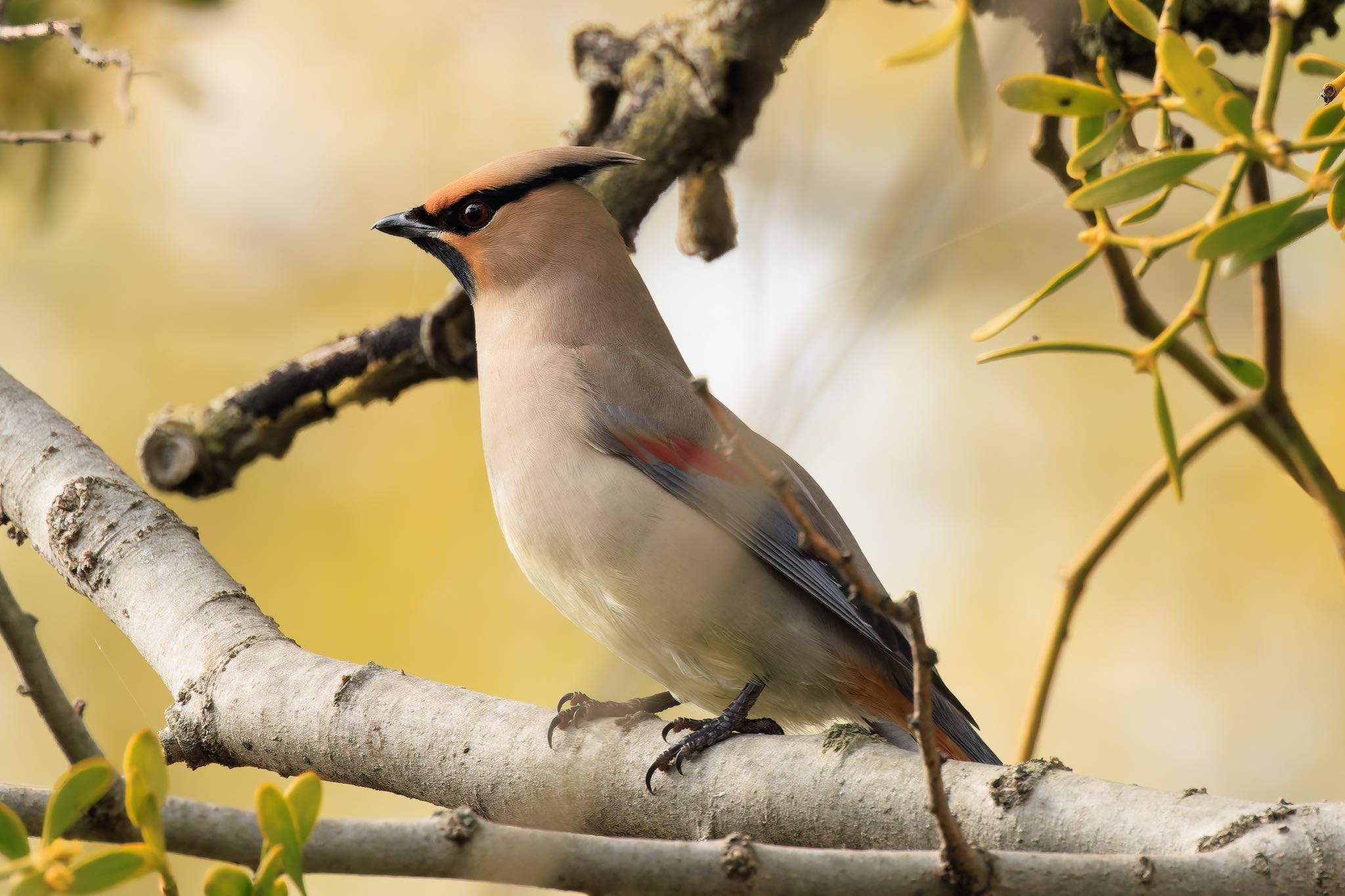 Photo of Japanese Waxwing at 木曽川緑地ライン公園 by アカウント5104