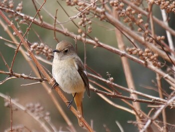 Daurian Redstart 小鹿野町 Wed, 3/9/2022