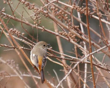 Daurian Redstart 小鹿野町 Wed, 3/9/2022