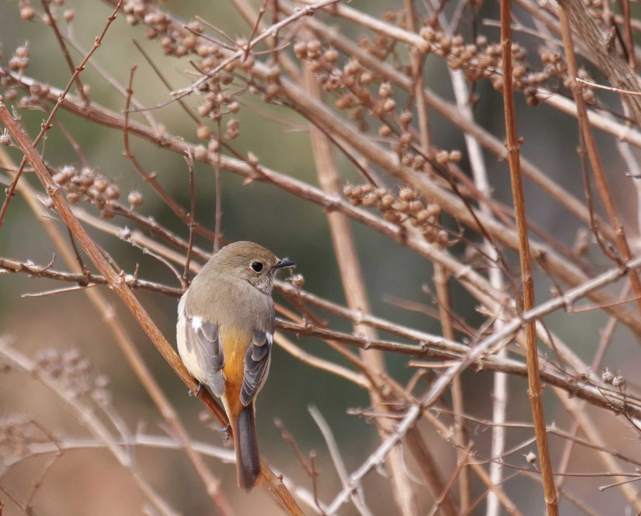 ジョウビタキは表情が・・ by little birds