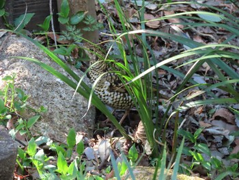 White's Thrush Higashitakane Forest park Sat, 2/27/2021