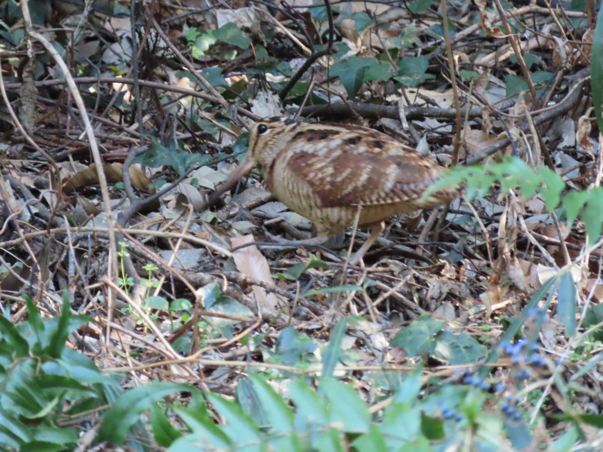 Photo of Eurasian Woodcock at Higashitakane Forest park by hideo