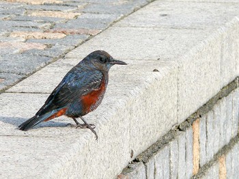 Blue Rock Thrush 江ノ島 Sat, 11/26/2011