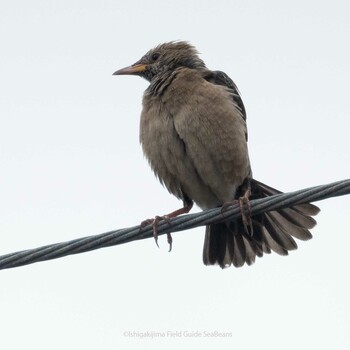 Rosy Starling Ishigaki Island Mon, 3/7/2022