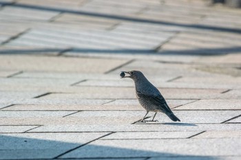 Blue Rock Thrush 兵庫県明石市 Sun, 1/1/2017