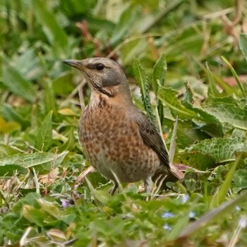 ハチジョウツグミ 大阪 撮影日未設定